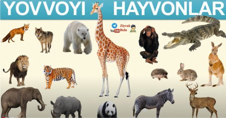 Yovvoiy hayvonlar